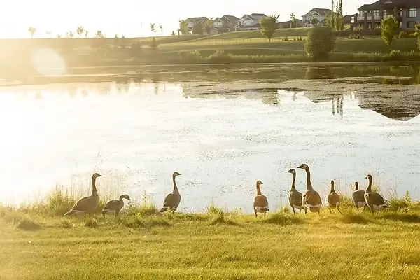 Why Genesis on the Lakes Image